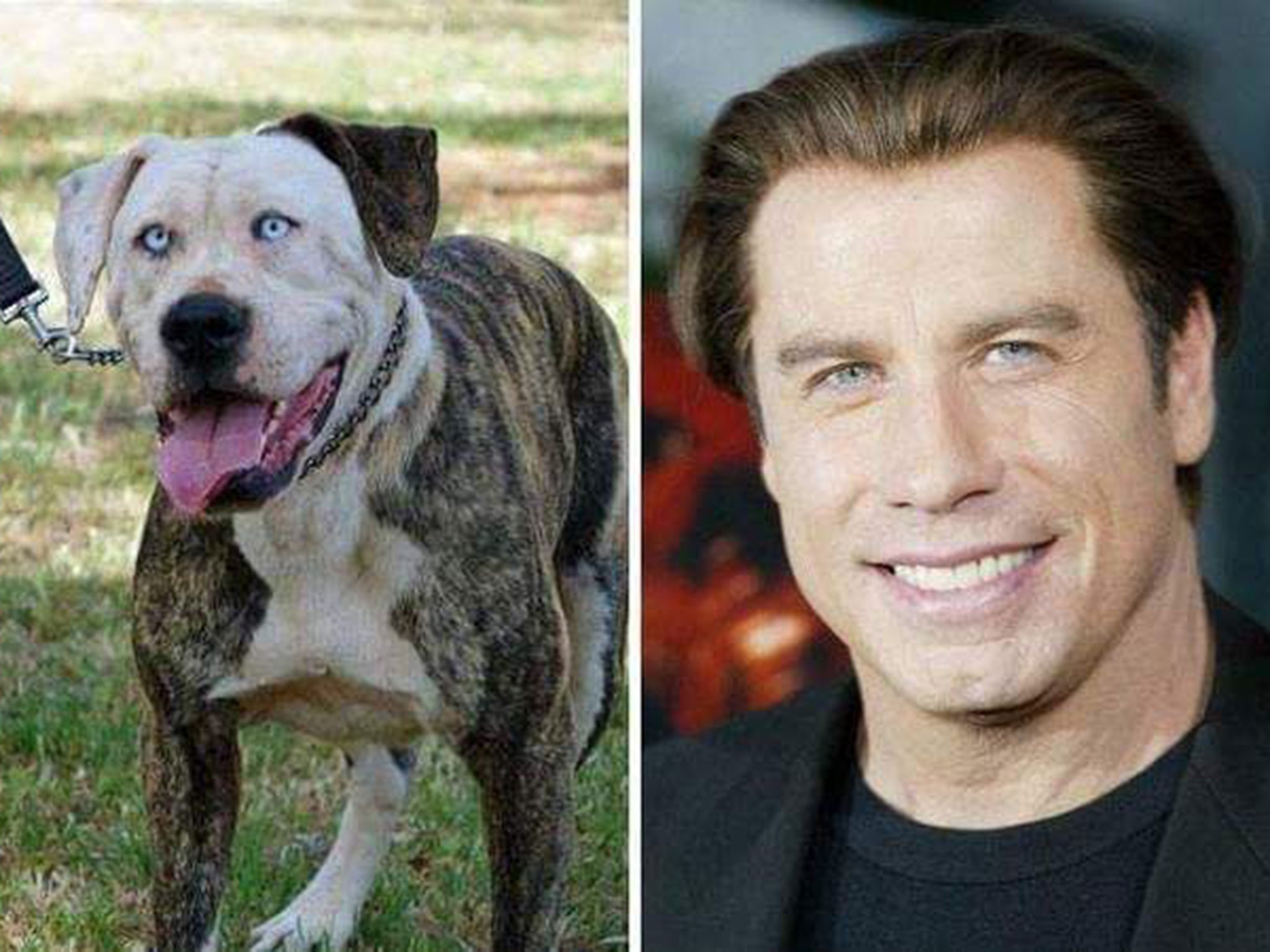 An extract from the Lad Bible website: Celebrities that look like dogs (theladbible.com)