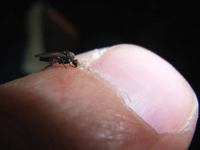 In the various sorts of sand fly only the female is responsible for biting and sucking blood, as she requires the protein to make her eggs