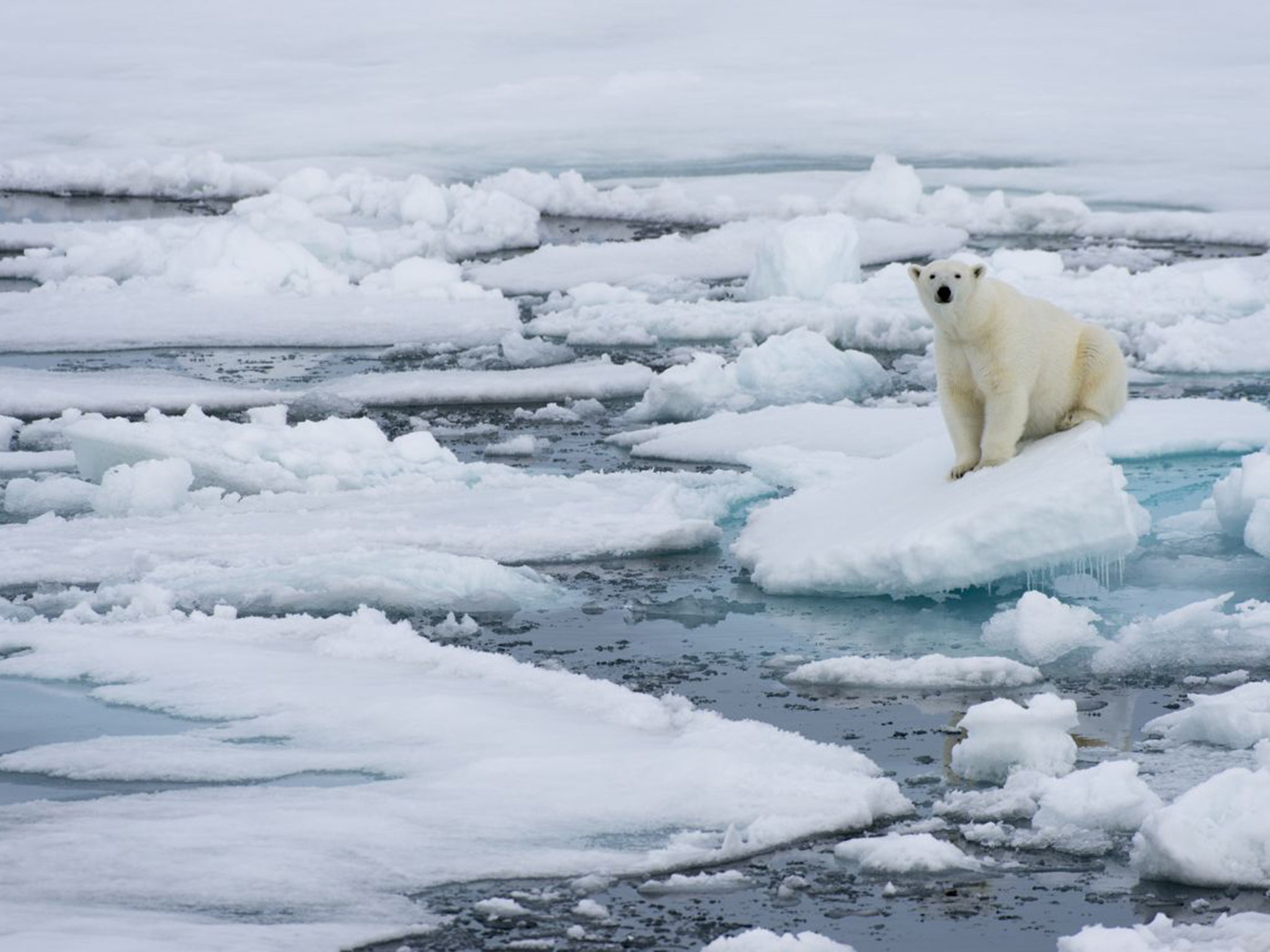 Sea ice is disappearing at an alarming rate