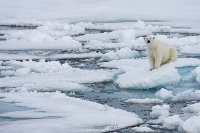 Sea ice is disappearing at an alarming rate