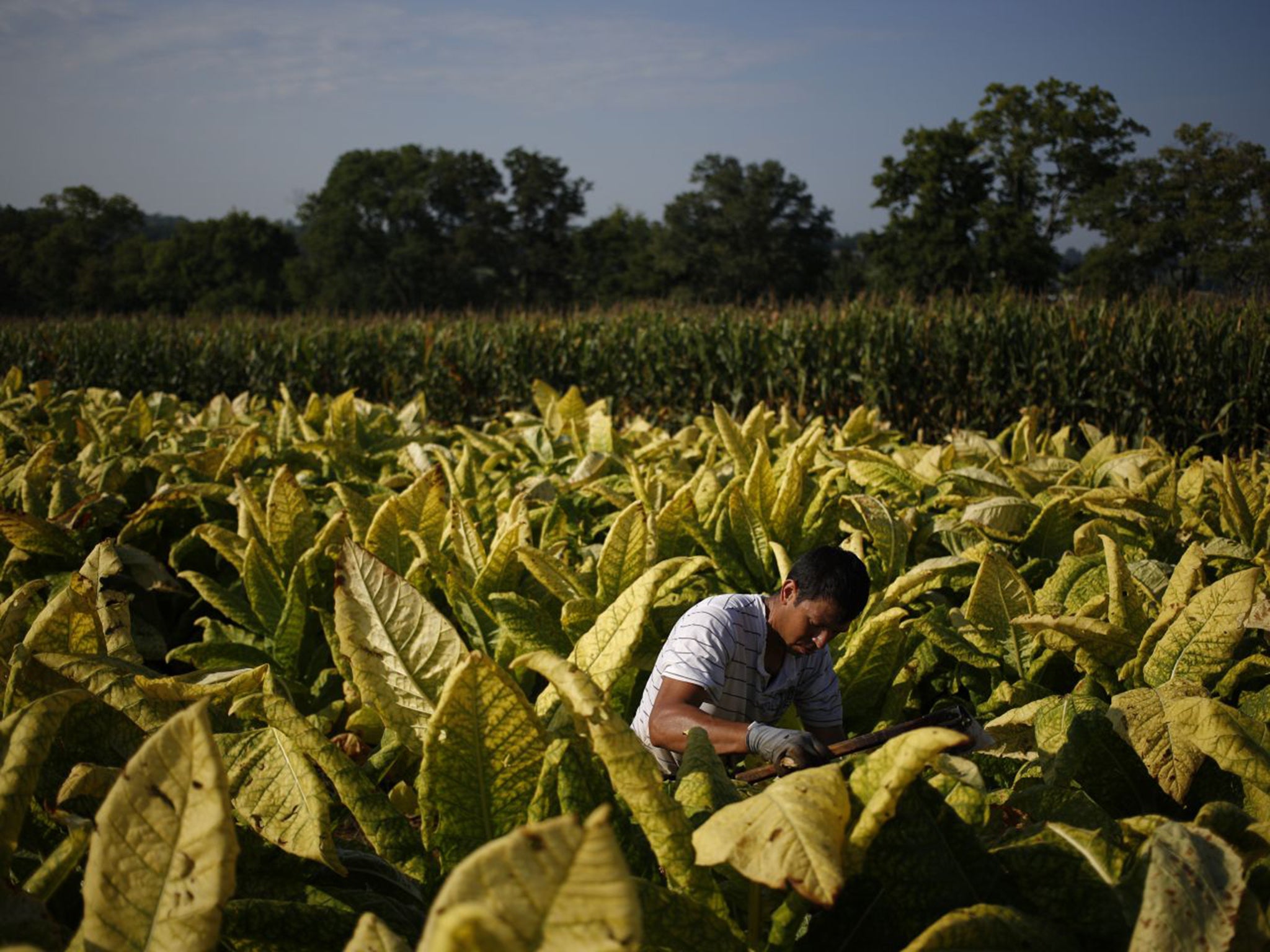 Officials have allegedly been paid to disrupt rival tobacco producers