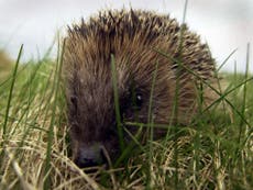 Hedgehog sightings in British gardens fall again, survey reveals