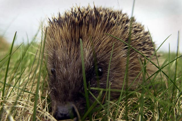 Nearly six out of ten gardeners said they did not see a hedgehog last year