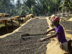 Ethiopia’s coffee could be its salvation against growing drought