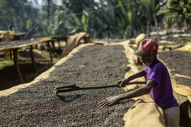 A worker processes the beans at a Fairtrade-certified coffee co-operative in Yirgacheffe