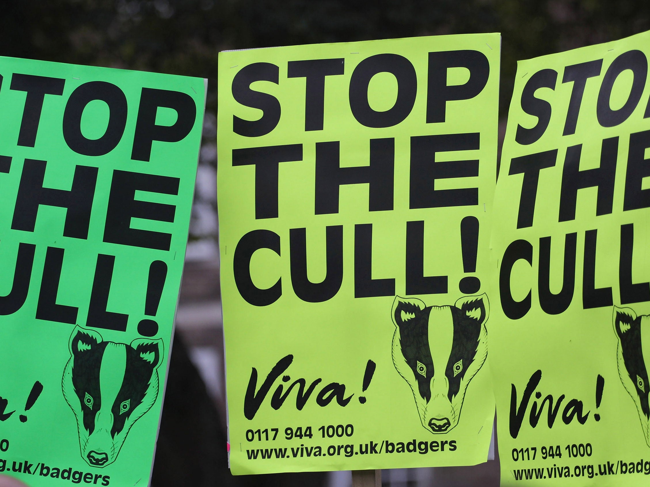 The Government is reportedly planning to massively expand the badger cull
