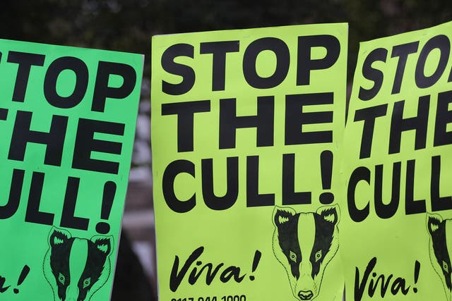 The Government is reportedly planning to massively expand the badger cull