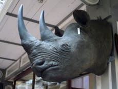 Read more

Gang convicted of £57m plot to steal rhino horn and Chinese artefacts