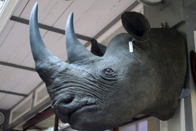 One of the four rhinoceros heads worth about £428,000 each which has been stolen from museum storage in Ireland