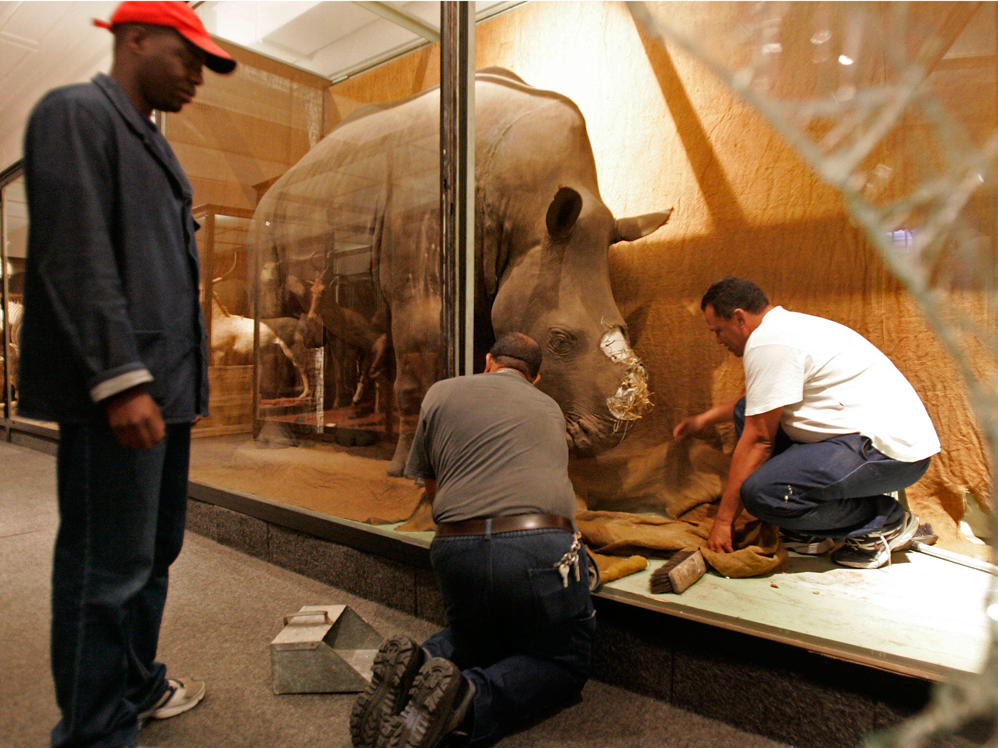 &#13;
The horns of an African White Rhino were stolen from Iziko Museum in Cape Town 2008 (AP)&#13;