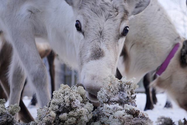 A reindeer eats lichen in Norway