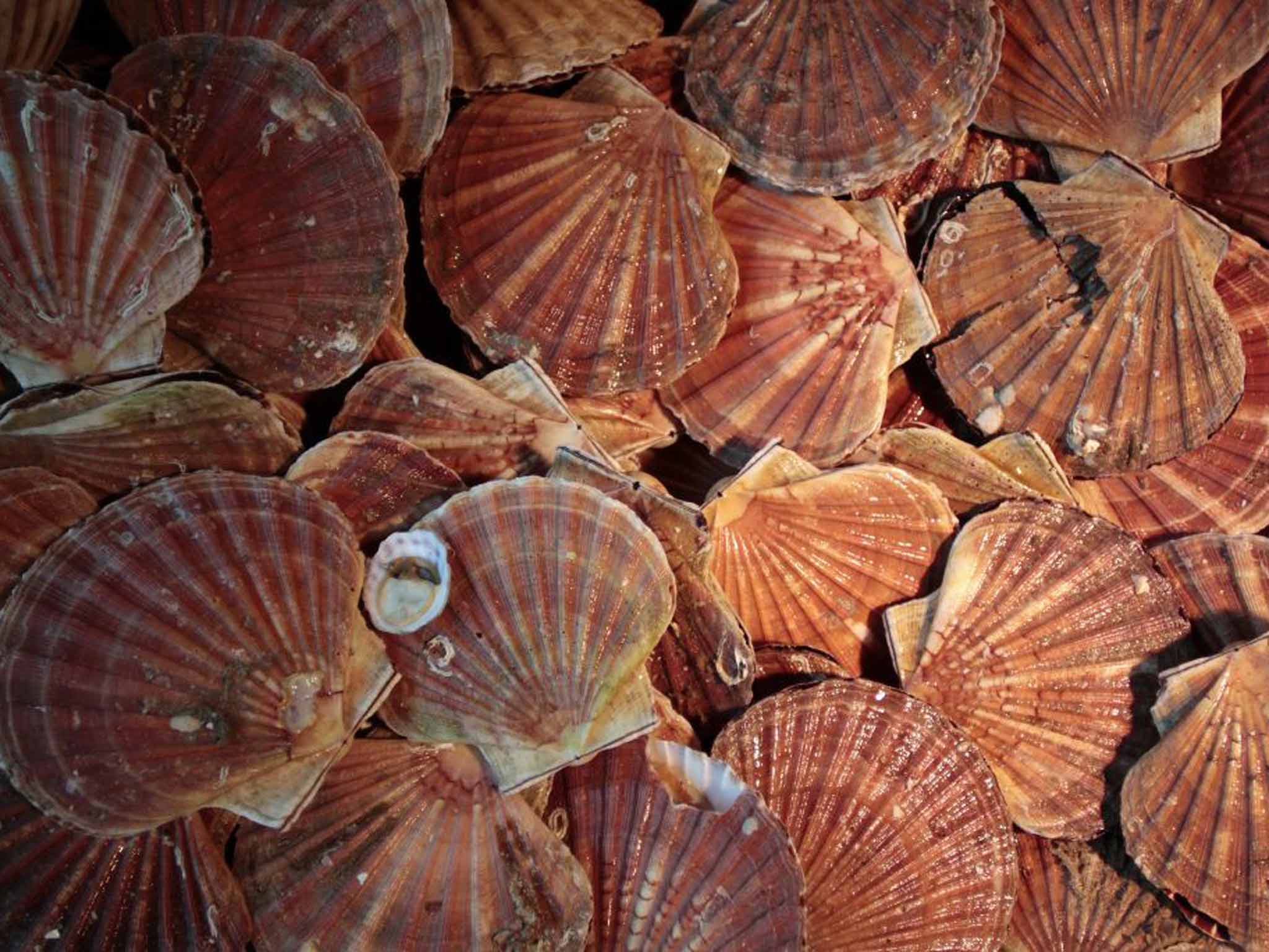 Our taste for scallops has been steadily increasing over the past decade