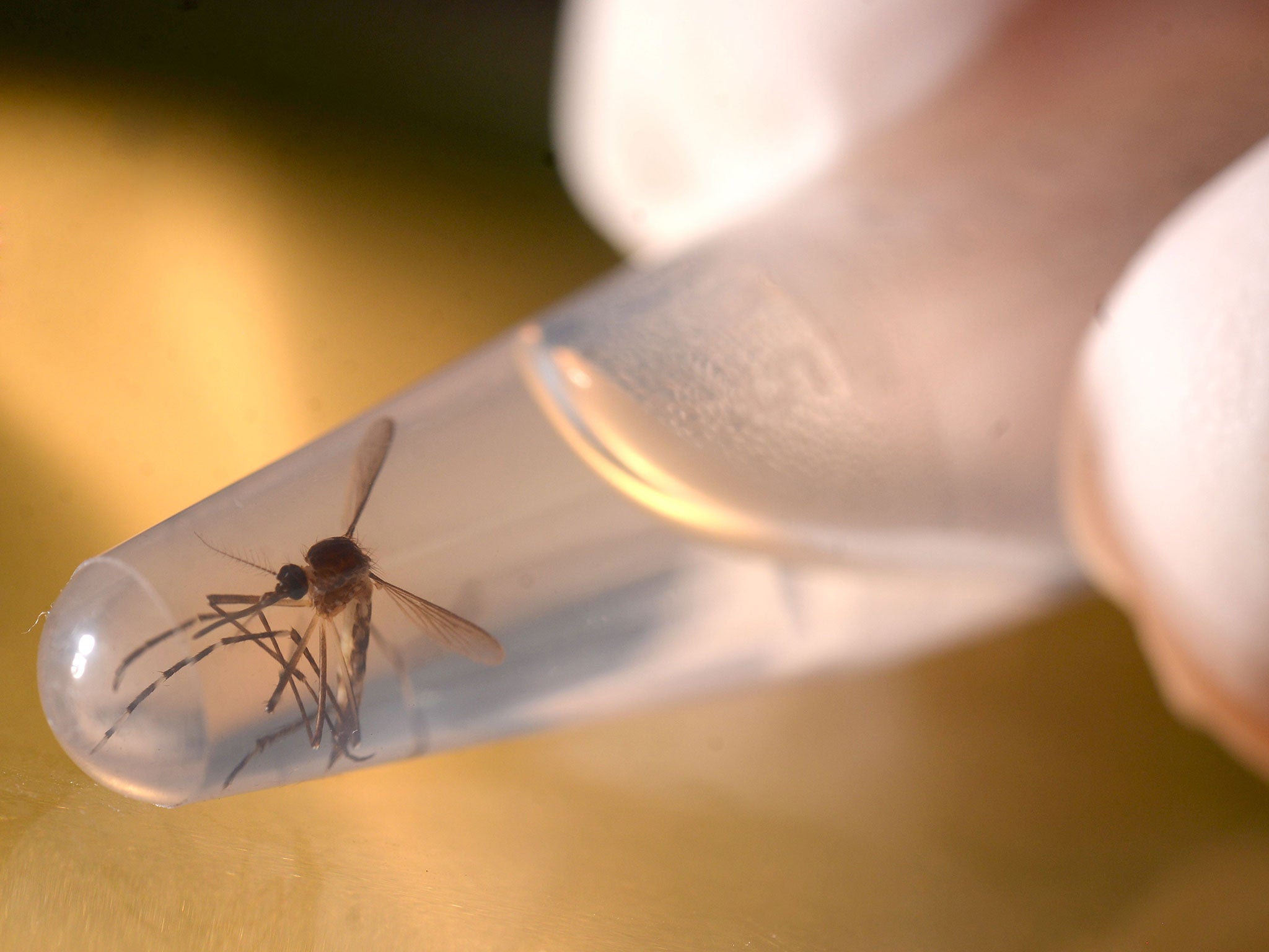 Experts warn that Zika, which has been linked to birth defects, could spread as mosquitoes migrate due to warmer summer weather