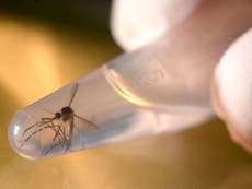 Zika virus could come to Europe
