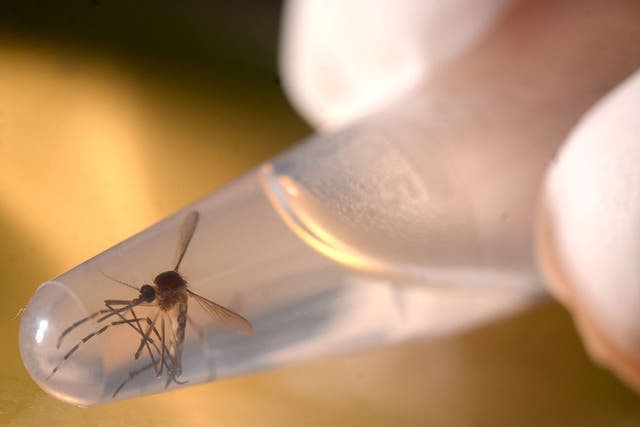 Experts warn that Zika, which has been linked to birth defects, could spread as mosquitoes migrate due to warmer summer weather