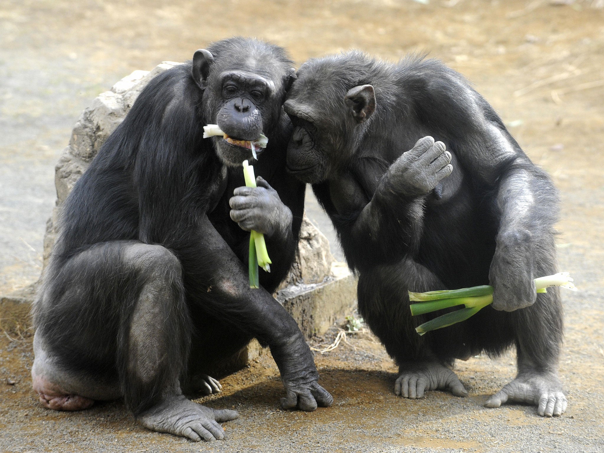 Mysterious chimpanzee behaviour could
