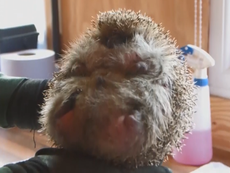 Obese hedgehog goes on a diet, being too fat to curl into a ball