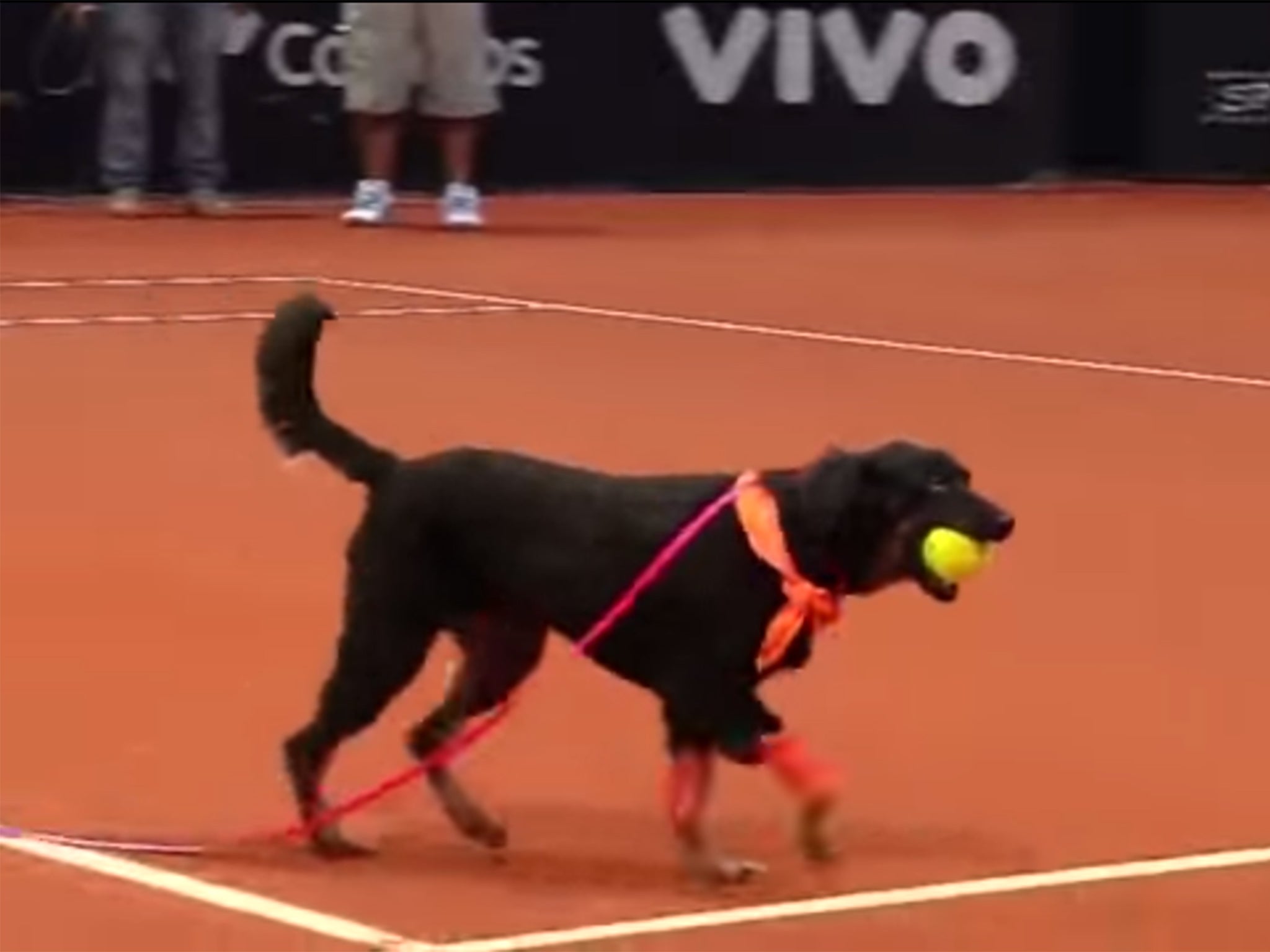 Street 'ball dog' collects a loose tennis ball during Brazil Open match