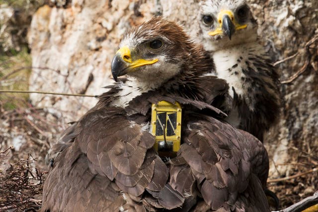 Electronically tagged Golden Eagles. The NWCU helps combat the persecution of birds of prey