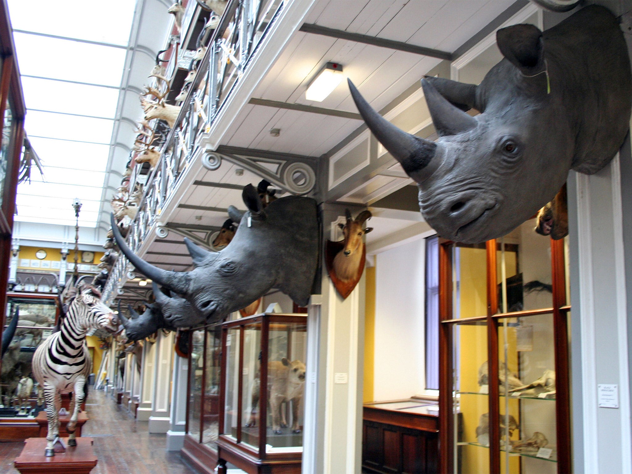 The Rathkeale Rovers cartel stole rhino heads worth £428,000 from storage in Ireland