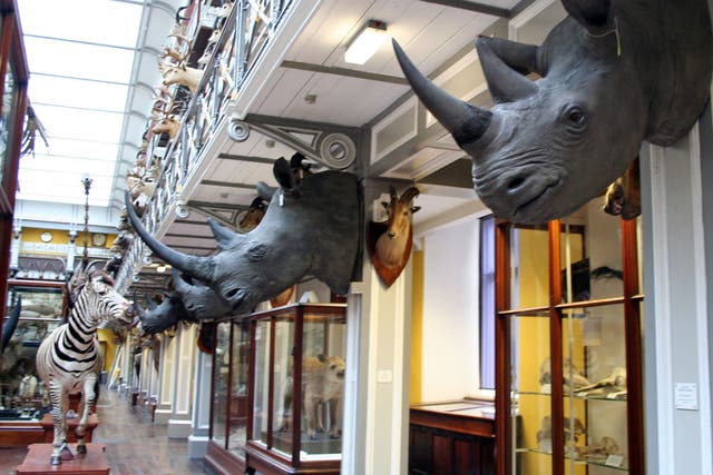 The Rathkeale Rovers cartel stole rhino heads worth ?428,000 from storage in Ireland