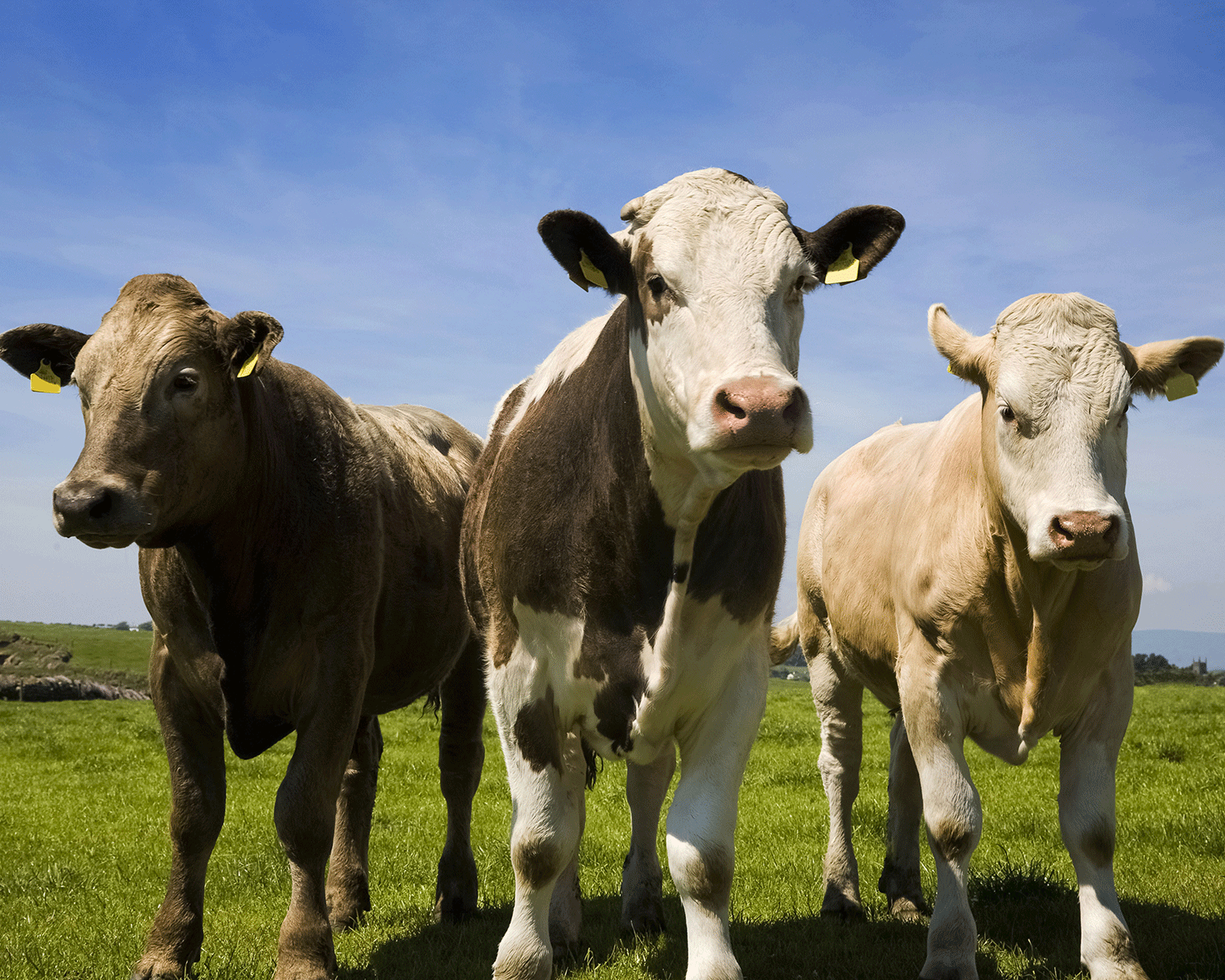 Farmers oppose bestiality bill against sex acts with animals in New Hampshire The Independent The Independent image