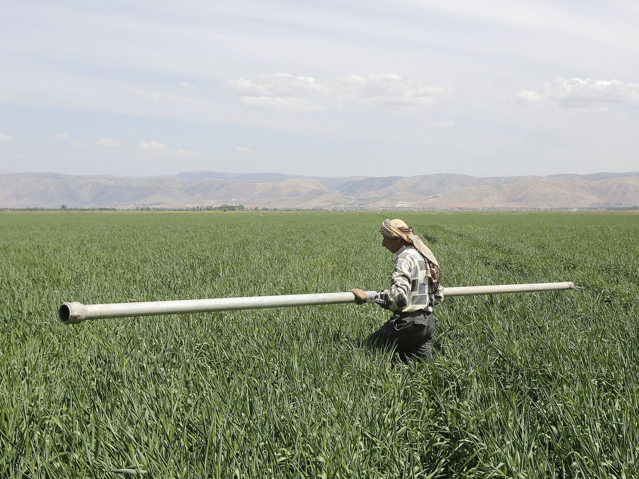 A Lebanese farmer installs water tubes as he prepares to irrigate his malt field in the Ammiq wetland in the Bekaa valley