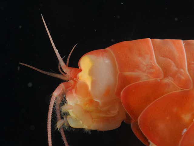 Many marine organisms are found in the hadal zone, including the amphipod