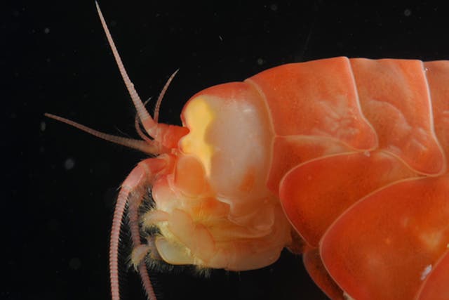 Many marine organisms are found in the hadal zone, including the amphipod