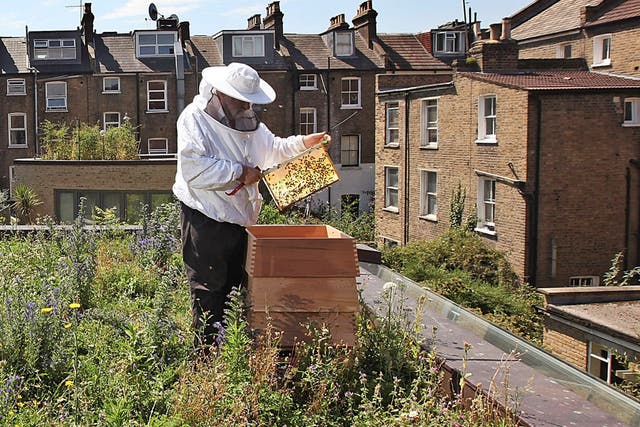 Swarm damage: in towns and cities, there are now 10 times too many bees per square km