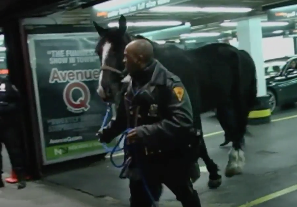 New York police horse Gunny got spooked on Wednesday and threw off his officer before running through Times Square.