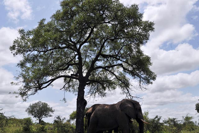 Kruger National Park is home to African elephants