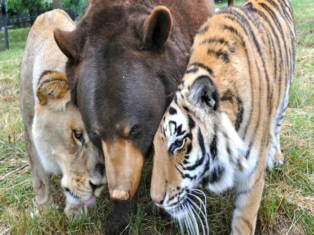 Rescued bear, lion and tiger 