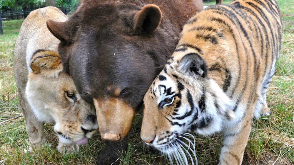 photo of lion vs tiger