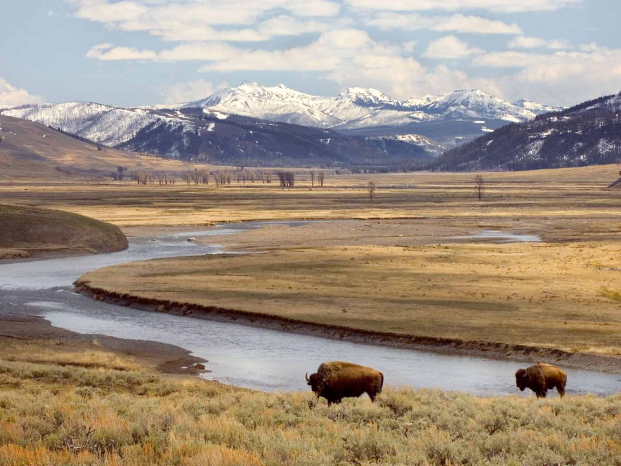 Buffalo grazing in Yellowstone