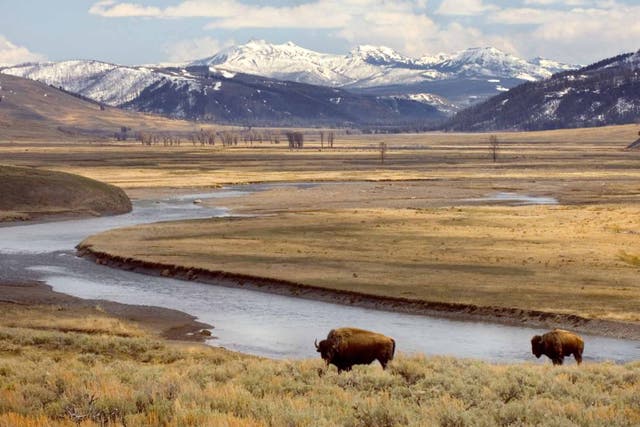 Buffalo grazing in Yellowstone