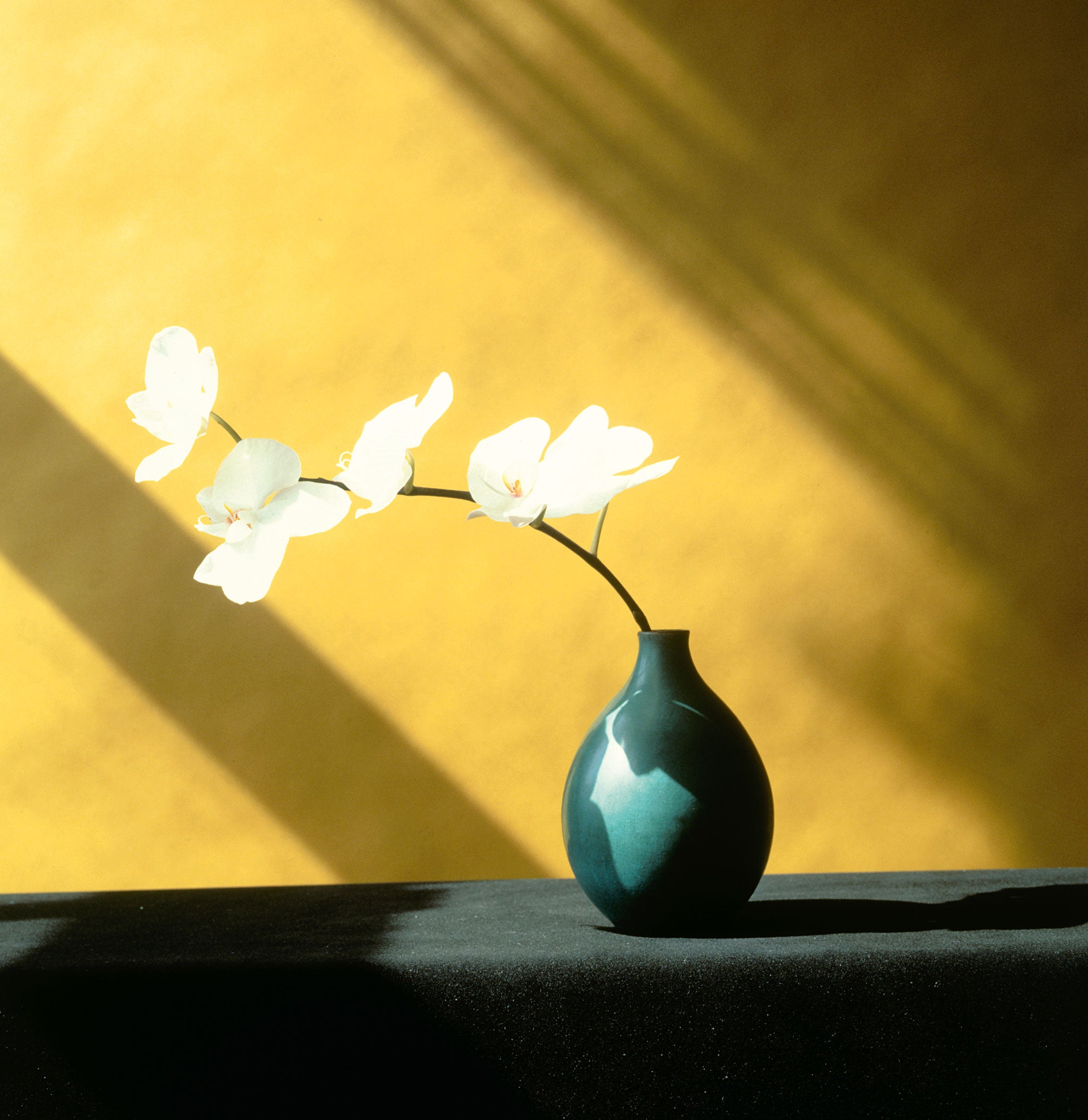 ‘Orchid’, 1982