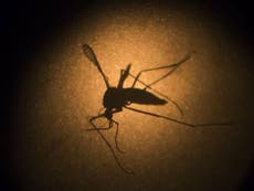 Zika virus: Florida cases 'likely' to be first caught from mosquitoes inside continental US