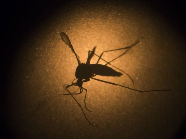 An Aedes aegypti mosquito is photographed through a microscope