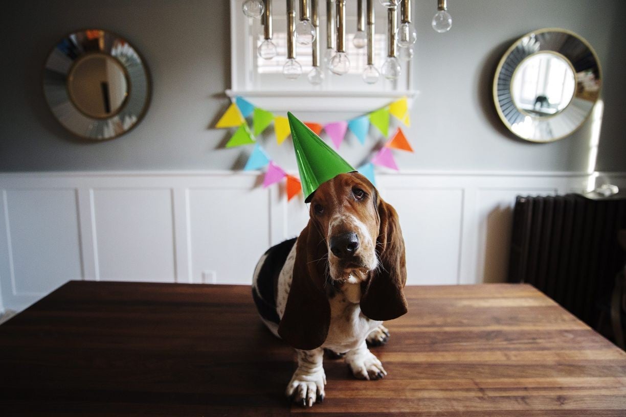 The British love affair with pets does not extend to insurance