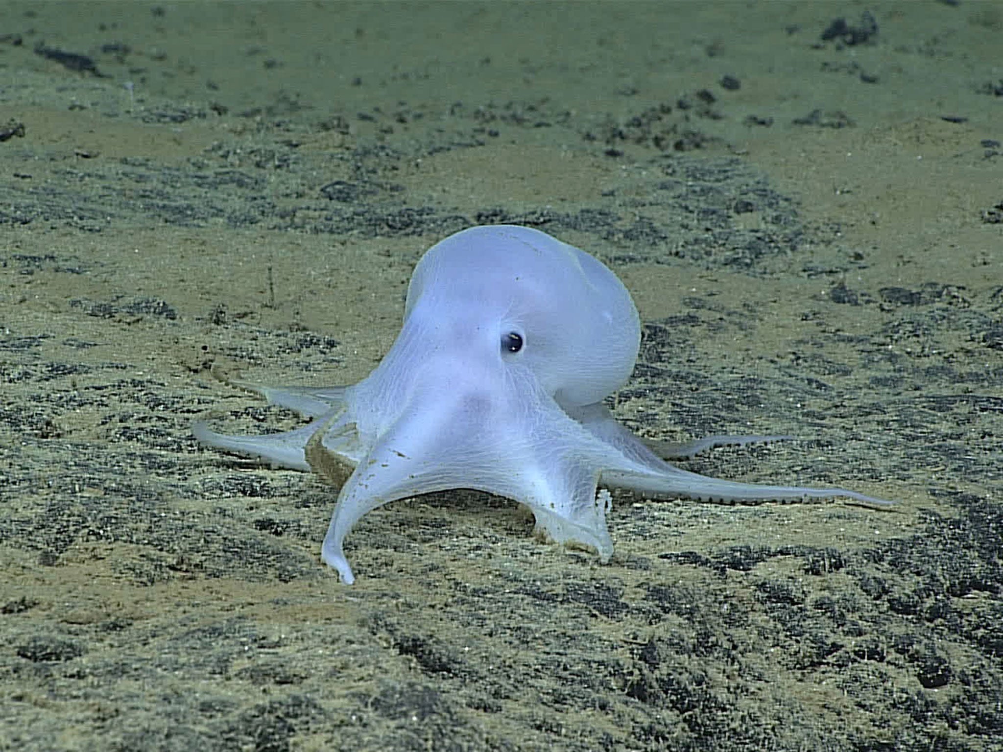 This ghostlike octopod is almost certainly an undescribed species and may not belong to any described genus, the NOAA Office of Ocean Exploration and Research said