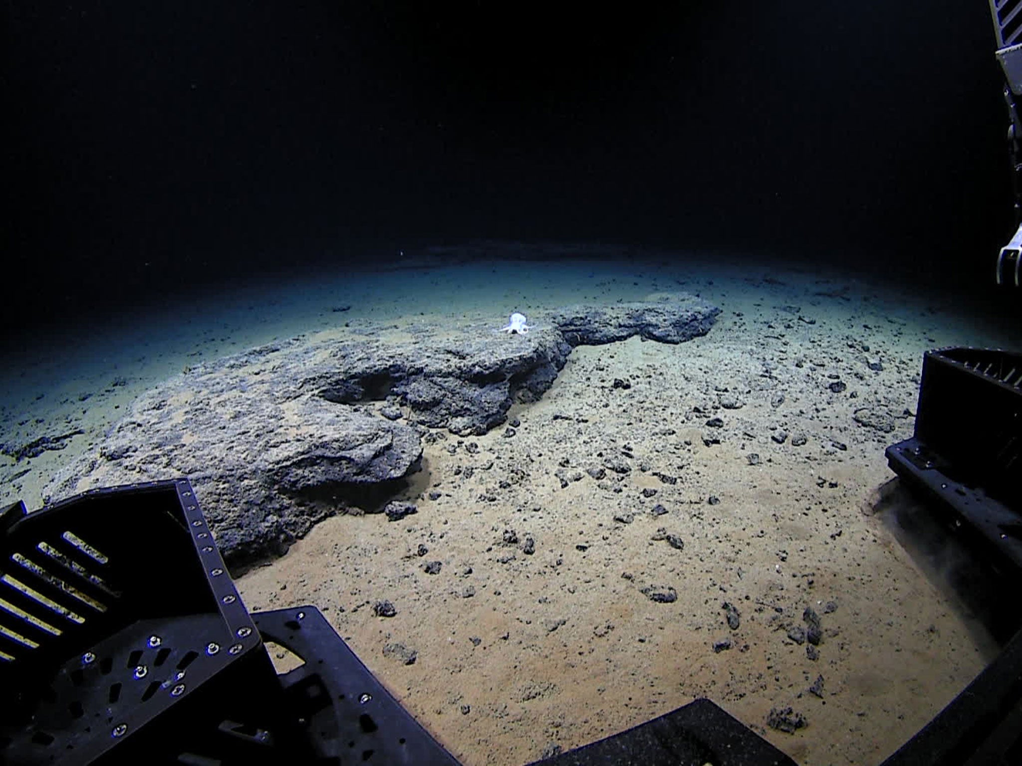 The Deep Discoverer submarine approaches the unknown octopod at 4,290 meters depth. Image courtesy of the NOAA Office of Ocean Exploration and Research, Hohonu Moana 2016.