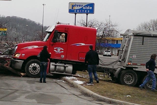 A dog got behind the wheel of a truck in Minnesota and caused absolute chaos