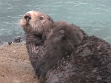 Rare video shows wild sea otter giving birth