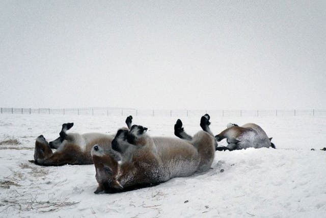 Przewalski’s horses roll in the snow in a field at the Orenburg reserve, near the border with Kazakhstan