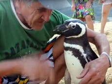 Meet Dindim, the penguin who returns to his human soulmate every year