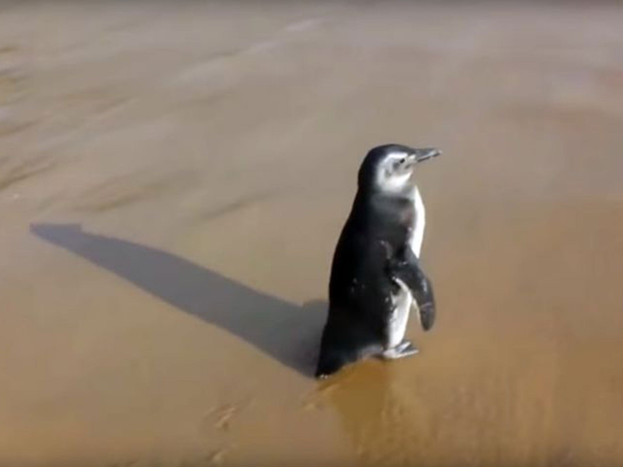 Dindim the penguin was first discovered stranded on the beach