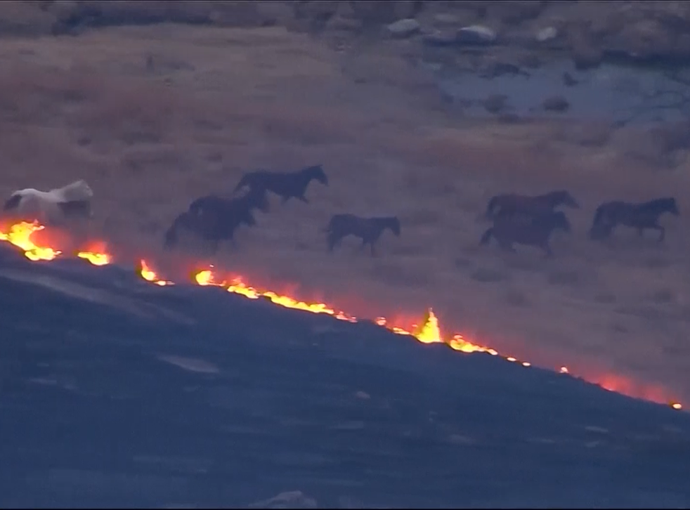 Video shows wild horses fleeing 11 square mile grass fire | The ...