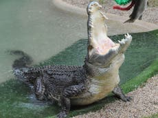 Crocodile attacks handler in front of horrified tourists during feeding show in Queensland