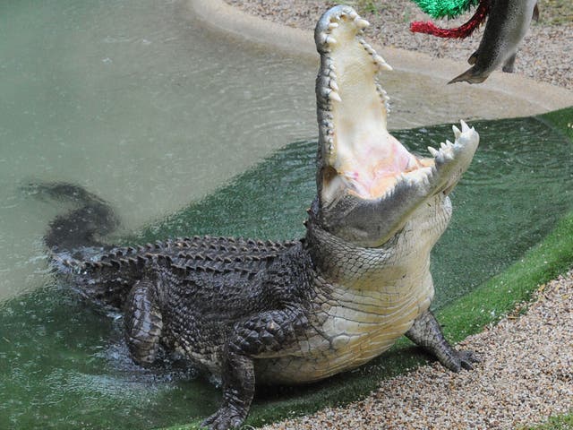 The attack happened during a crocodile feeding show